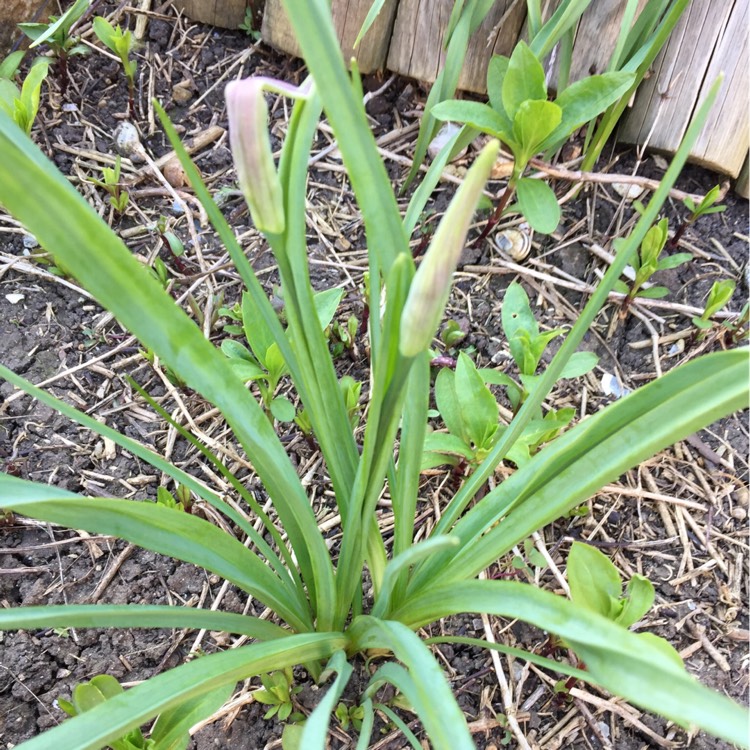 plant image 354452 plant image 354452