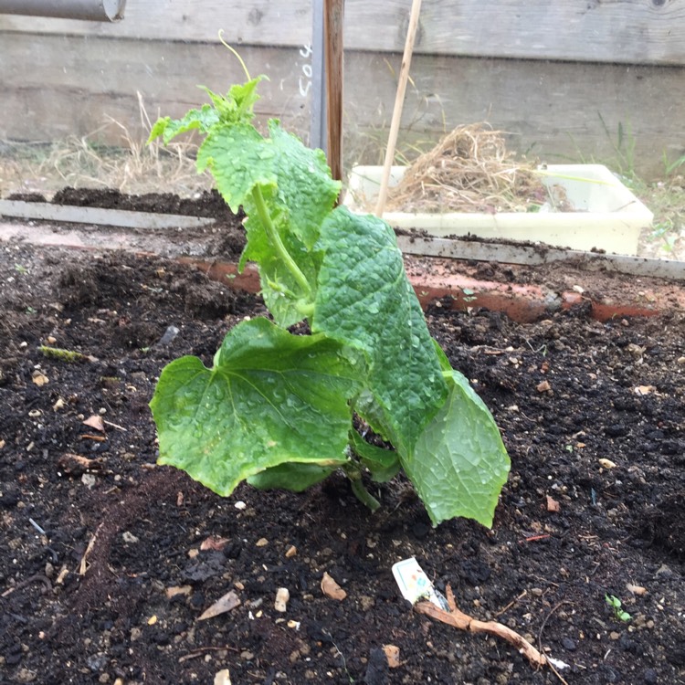 plant image 362023