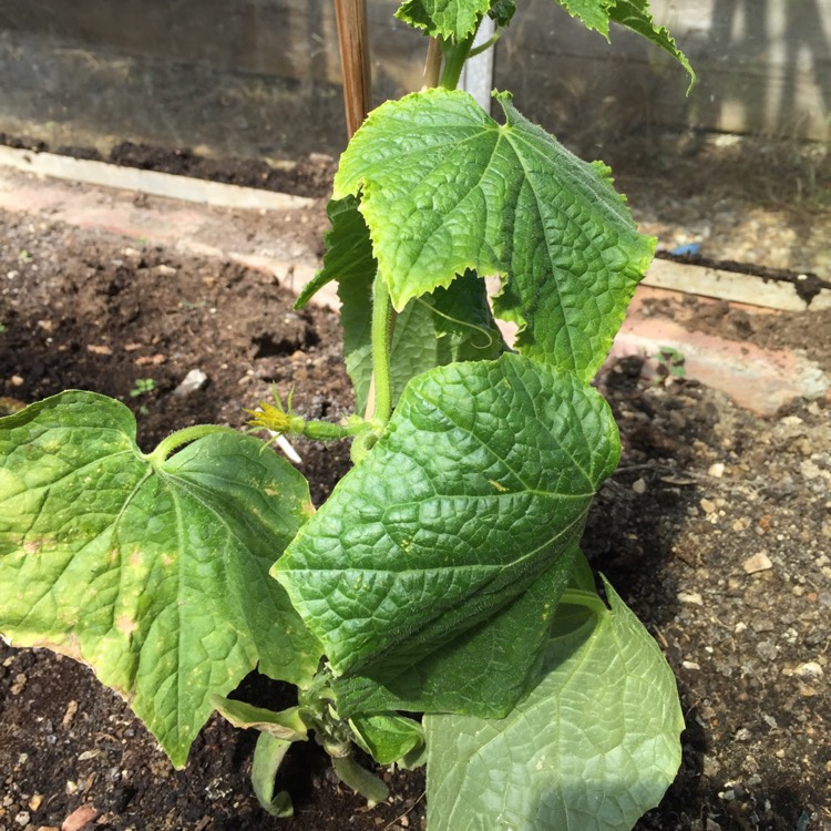 plant image 368042