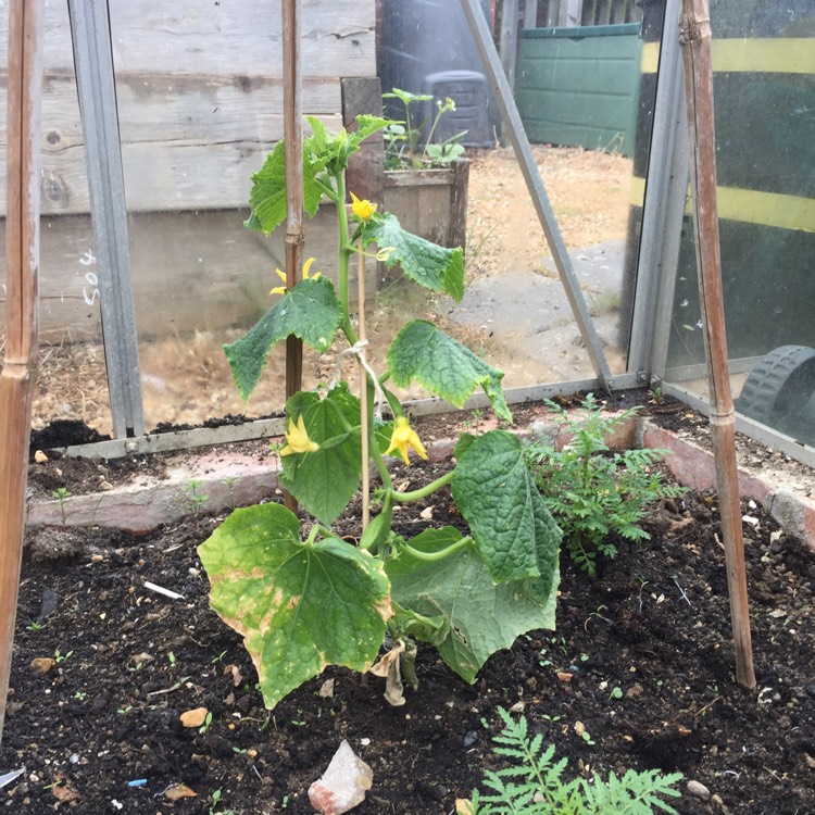 plant image 379345