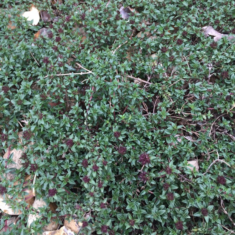 Plant image Thymus Herba Barona
