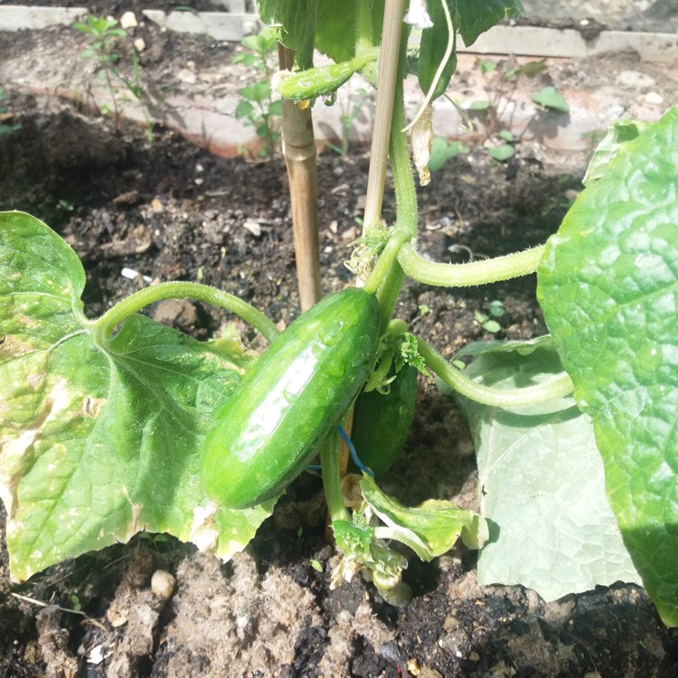 plant image 393433