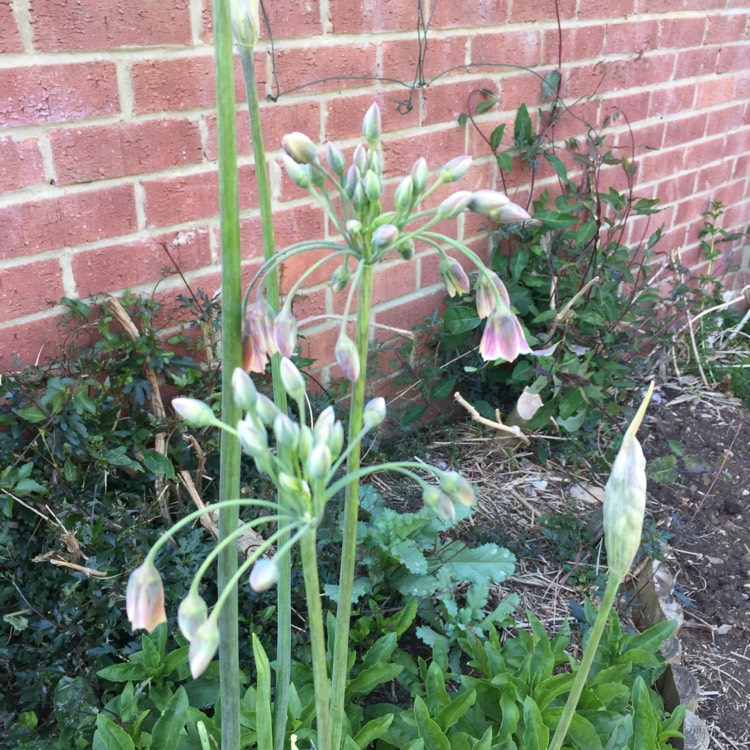 plant image 394806 plant image 394806
