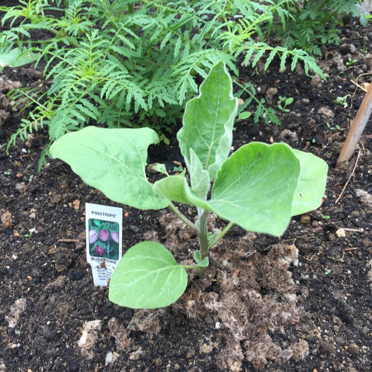 Plant image Solanum melongena 'Pinstripe'