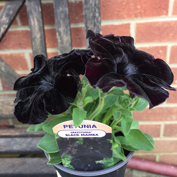 Plant image Petunia 'Wespecrablama' (Crazytunia Series) syn. Petunia 'Black Mamba'