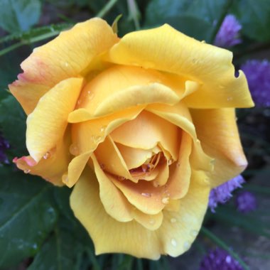 Rosa 'Golden Celebration'