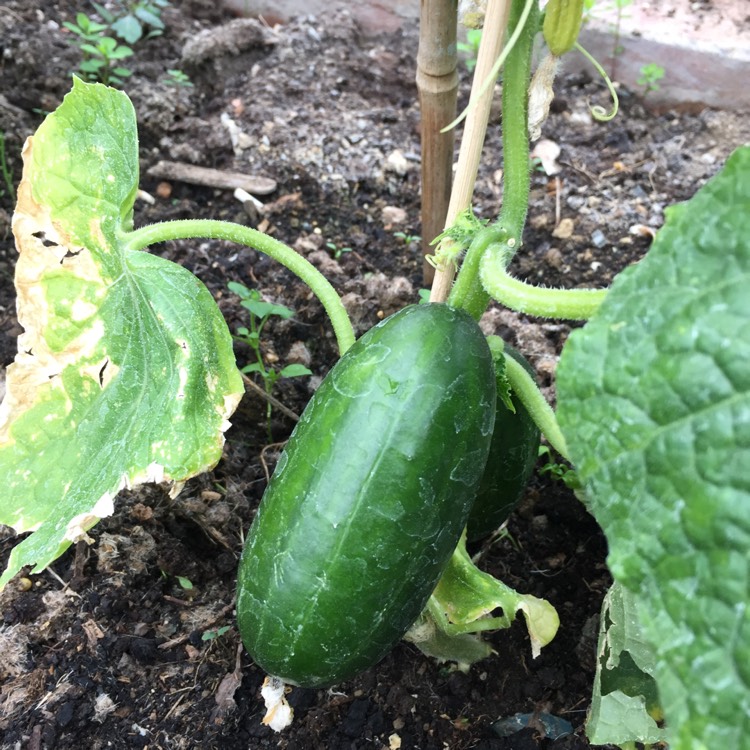 plant image 401839