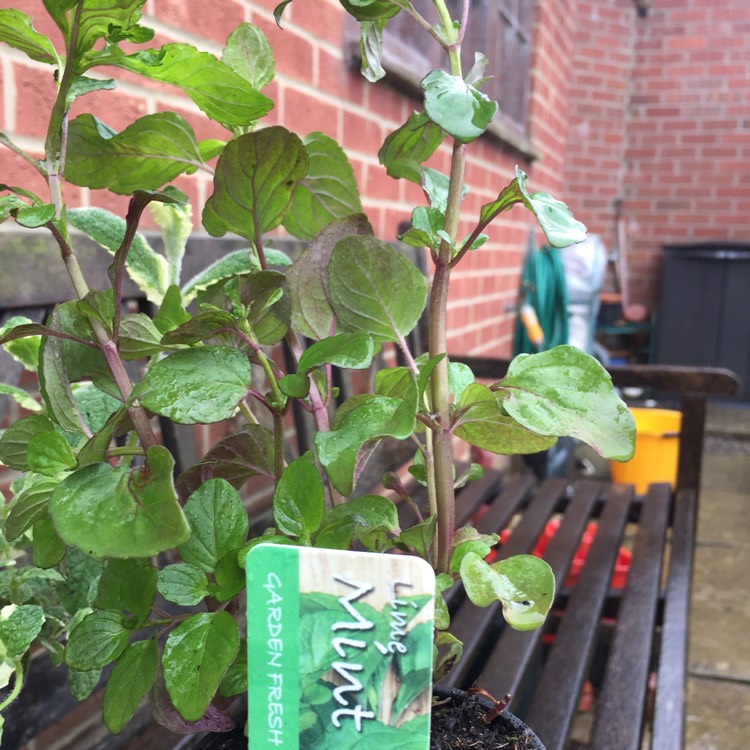 Plant image Mentha x piperita f. citrata 'Lime'