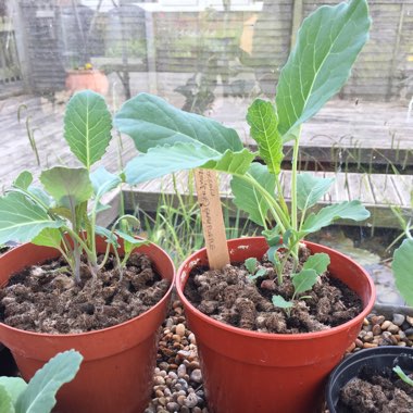 Brassica oleracea (Italica Group) 'Purple Sprouting'