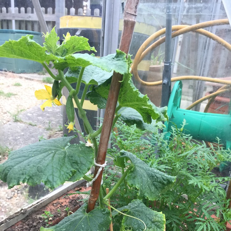 plant image 413250