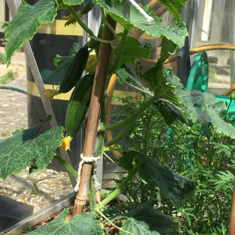 plant image 418717