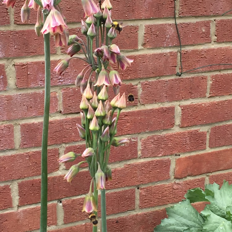 plant image 424272 plant image 424272