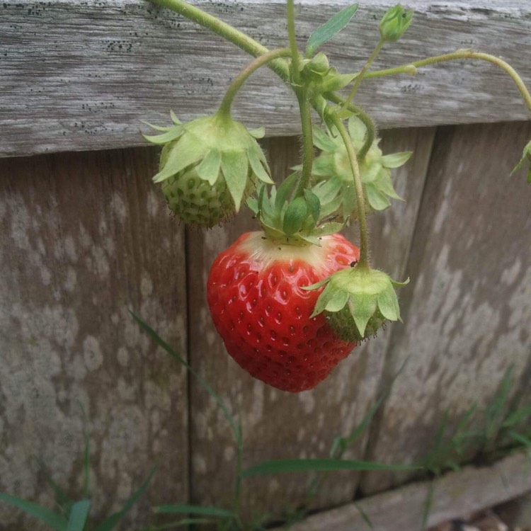 Plant image Fragaria x ananassa 'Symphony'