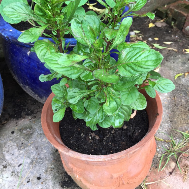 plant image 426842