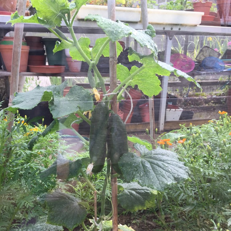 plant image 427971