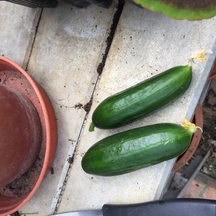 Plant image Cucumis Sativus 'Mini Stars'