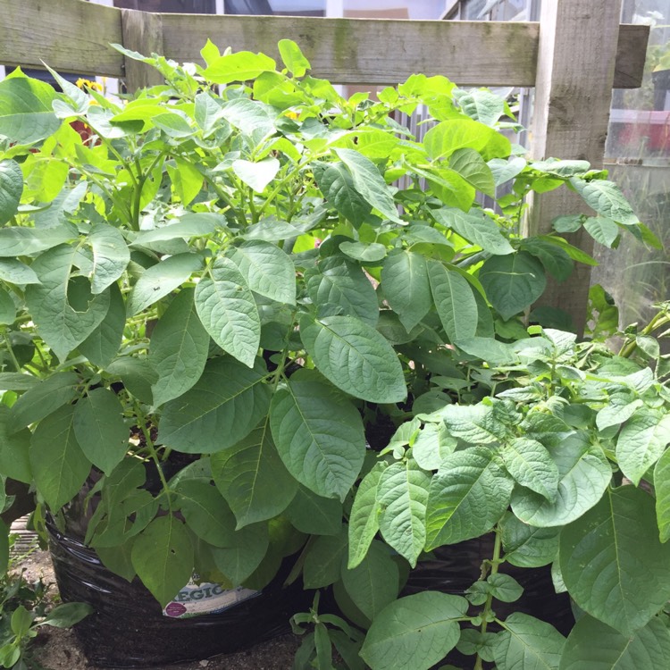 Plant image Solanum tuberosum 'Rocket'