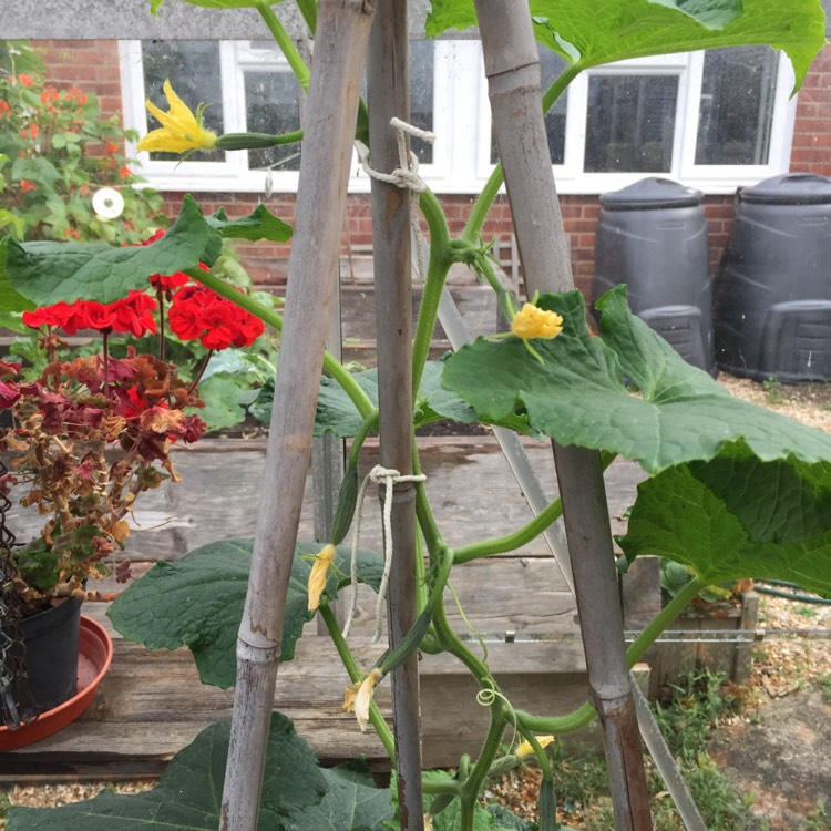 plant image 467900
