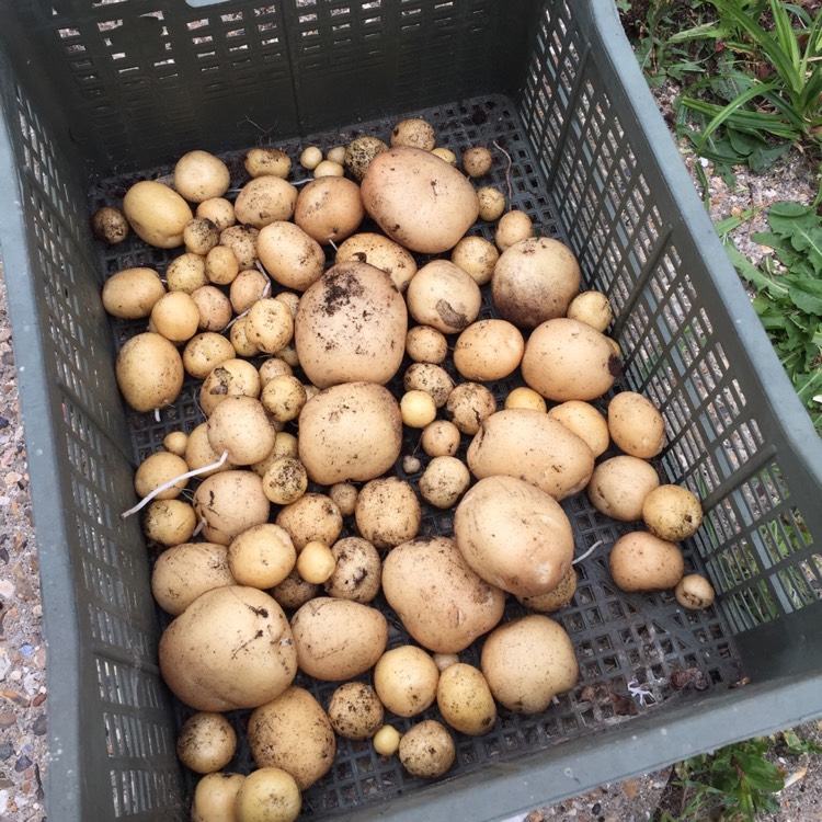 Plant image Solanum tuberosum 'Rocket'