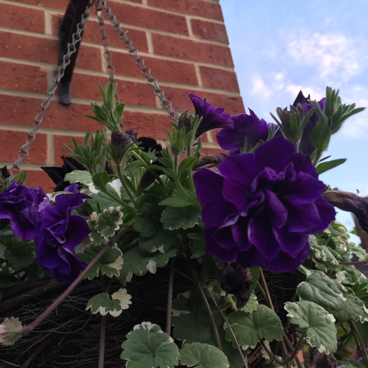 Plant image Petunia Tumbelina 'Belinda'