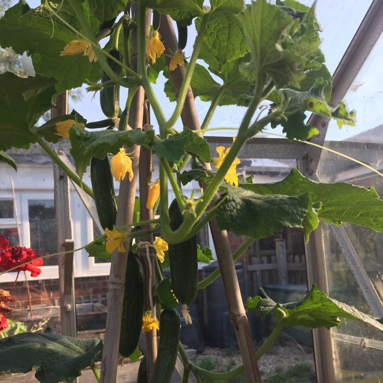 plant image 476391