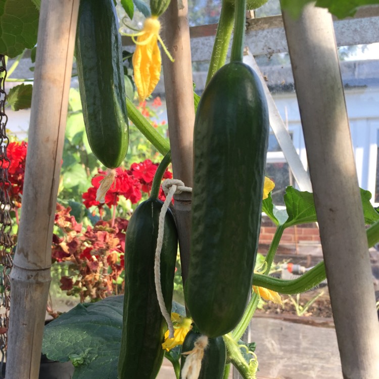 plant image 476393