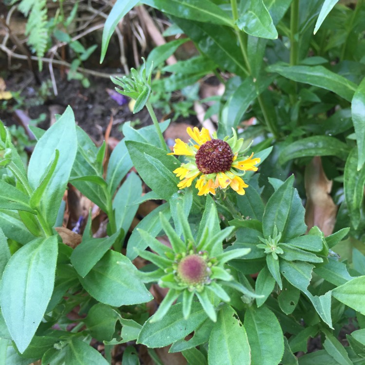 plant image 480507