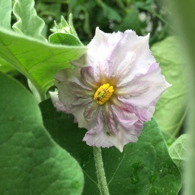 Solanum melongena 'Pinstripe'