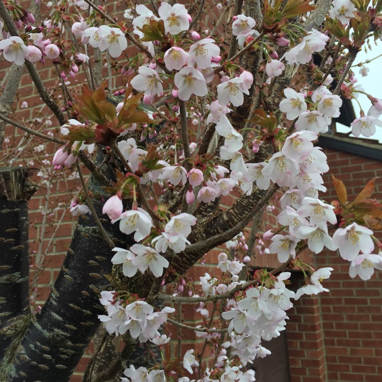 plant image 658318