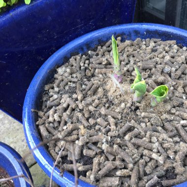 Hosta (Tardiana Group) 'June'