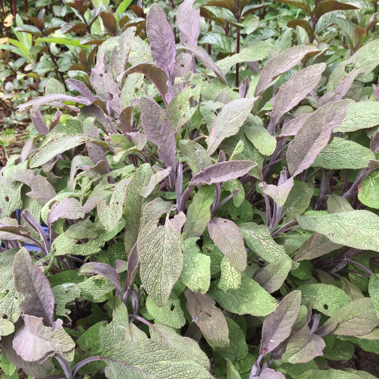 plant image 694130