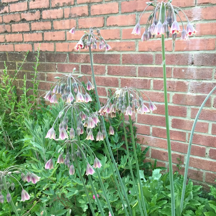 plant image 707588 plant image 707588