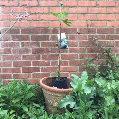 Ficus carica 'Brown Turkey'