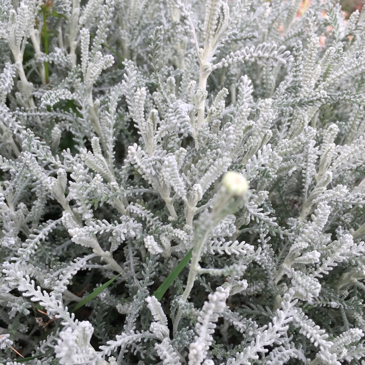plant image 712903 plant image 712903