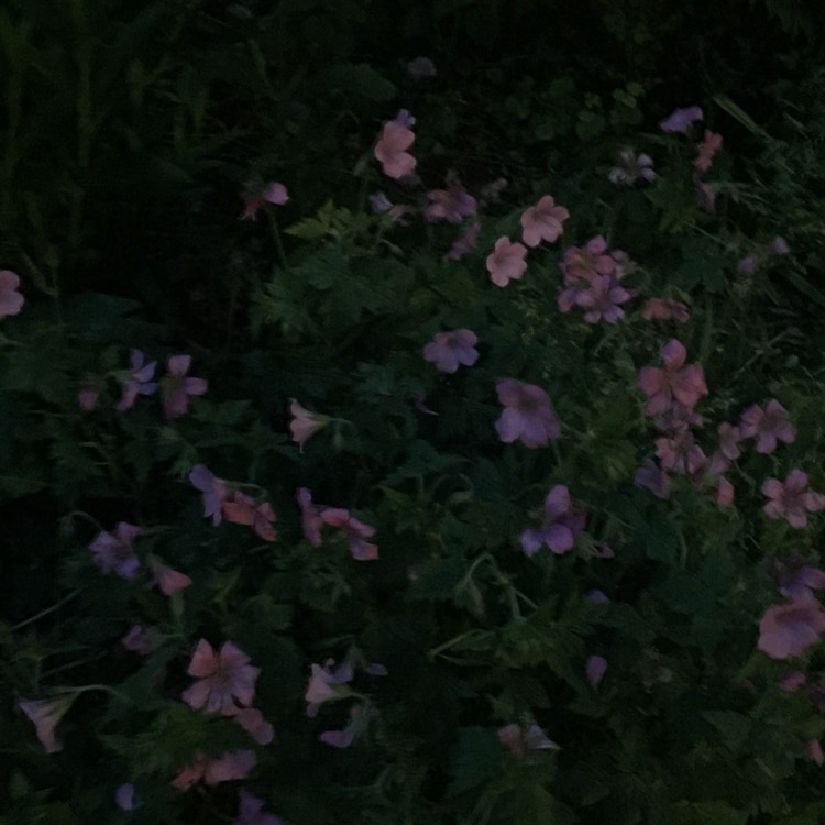 plant image 725035 plant image 725035