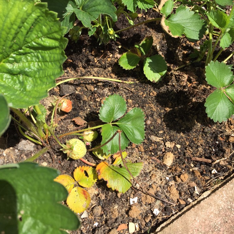 plant image 727582 plant image 727582