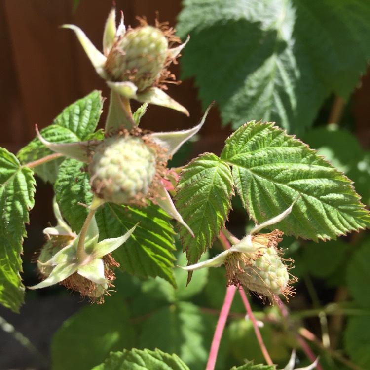 plant image 727597 plant image 727597