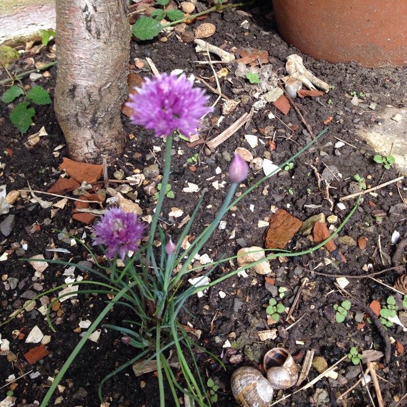 plant image 7462 plant image 7462
