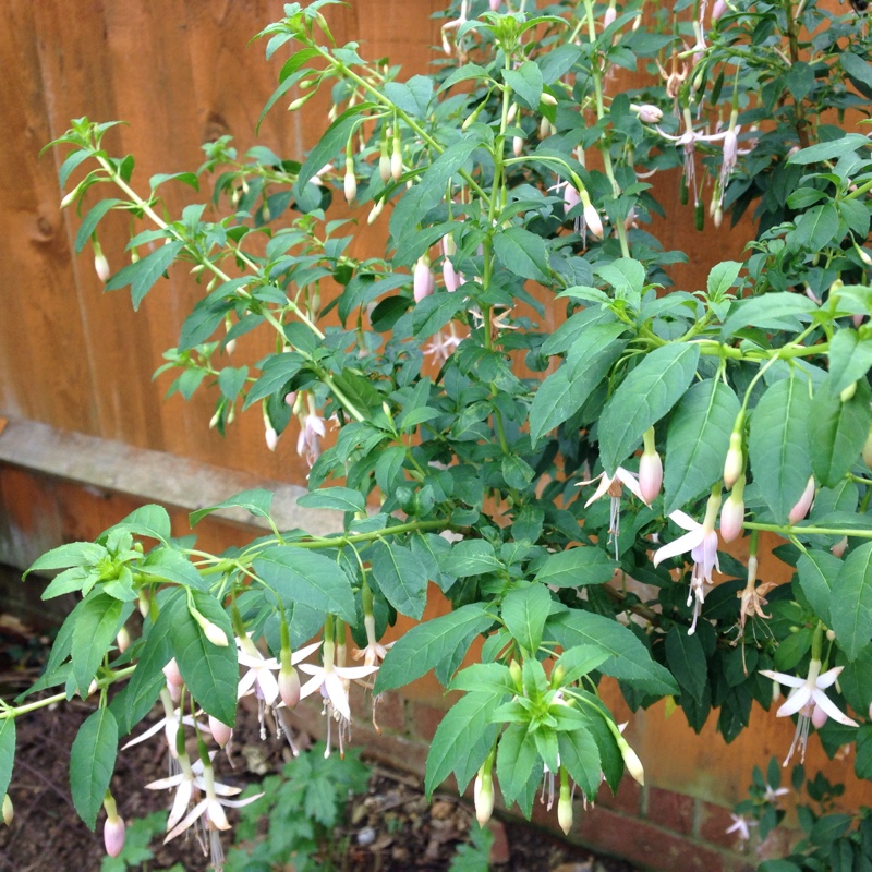 plant image 7777 plant image 7777
