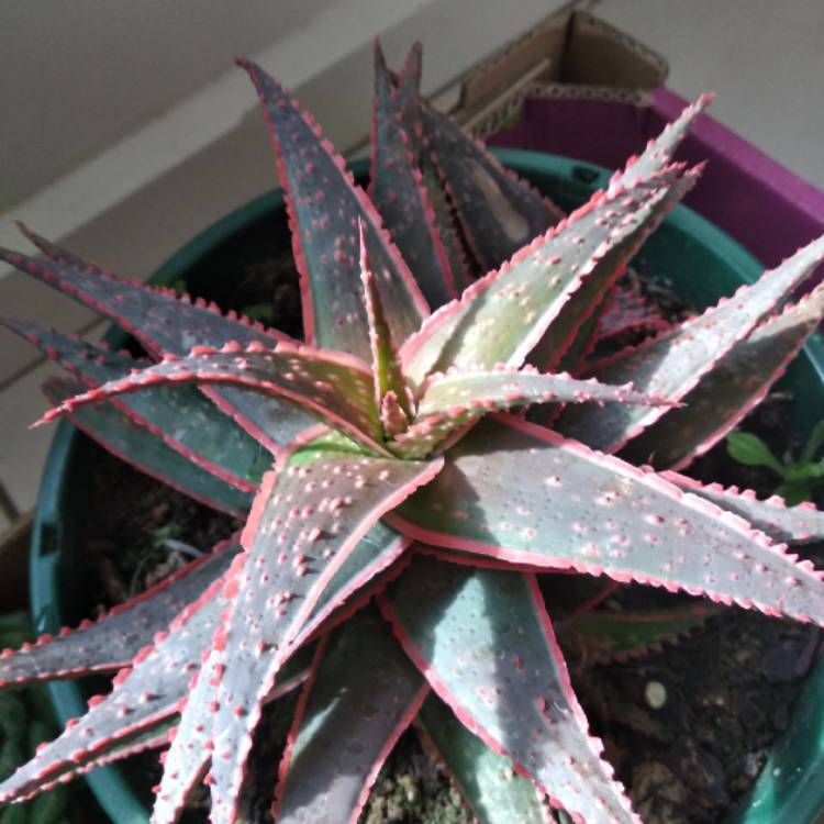 plant image 813831