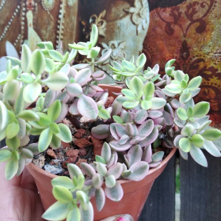 Plant image Crassula Volkensii f. Variegata