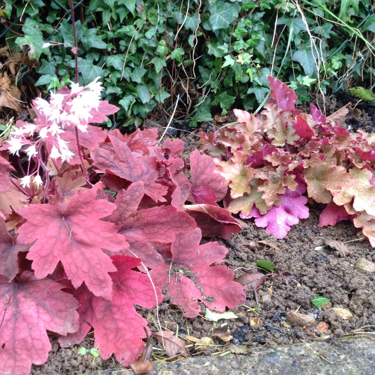 Plant image Heuchera 'Galaxy'