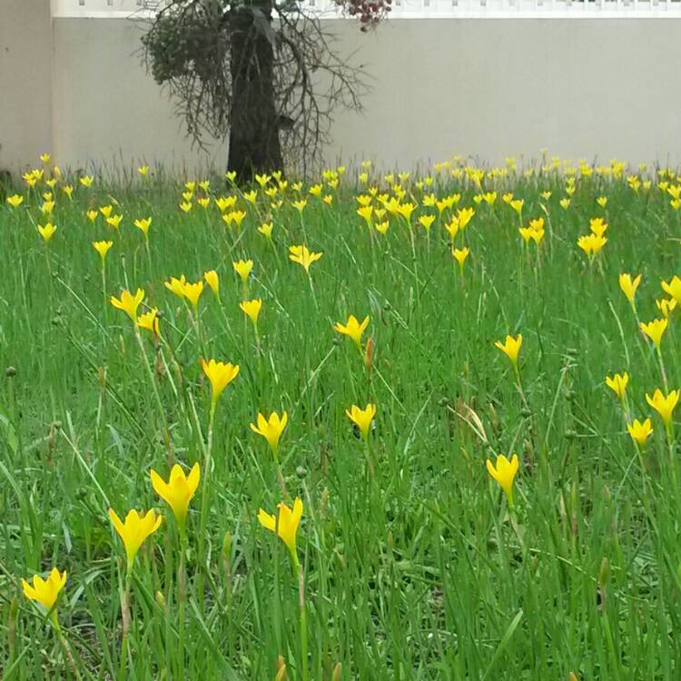 Plant image Crocus ancyrensis