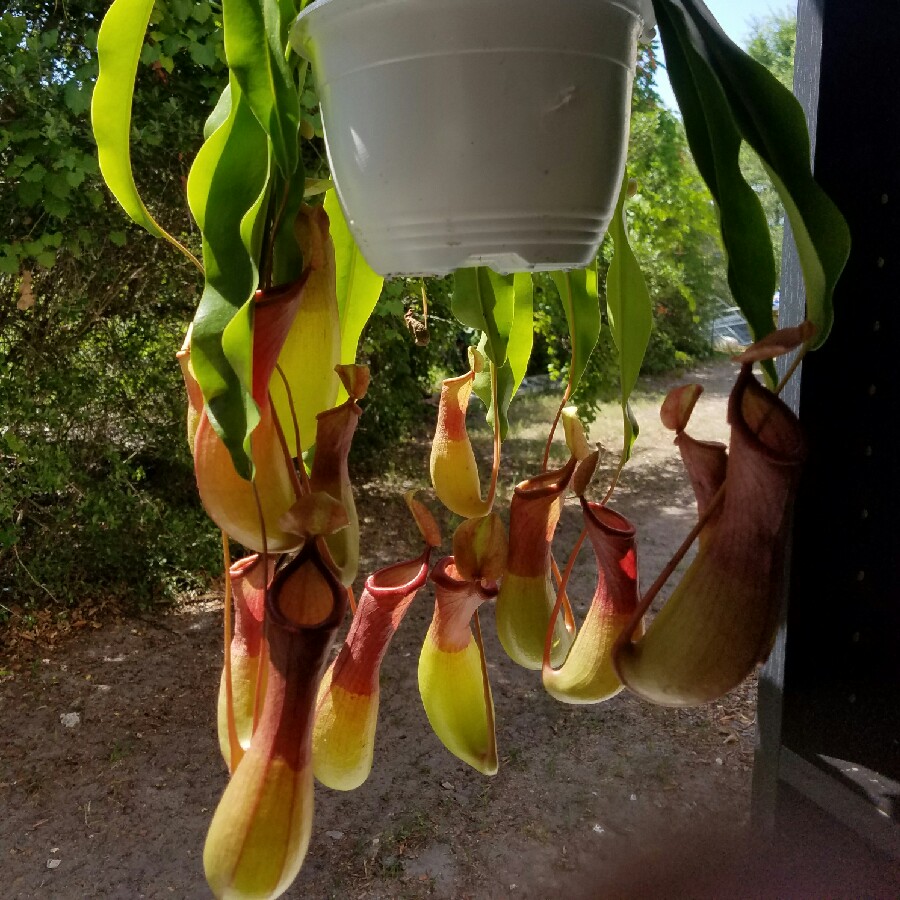 Pitcher Plant