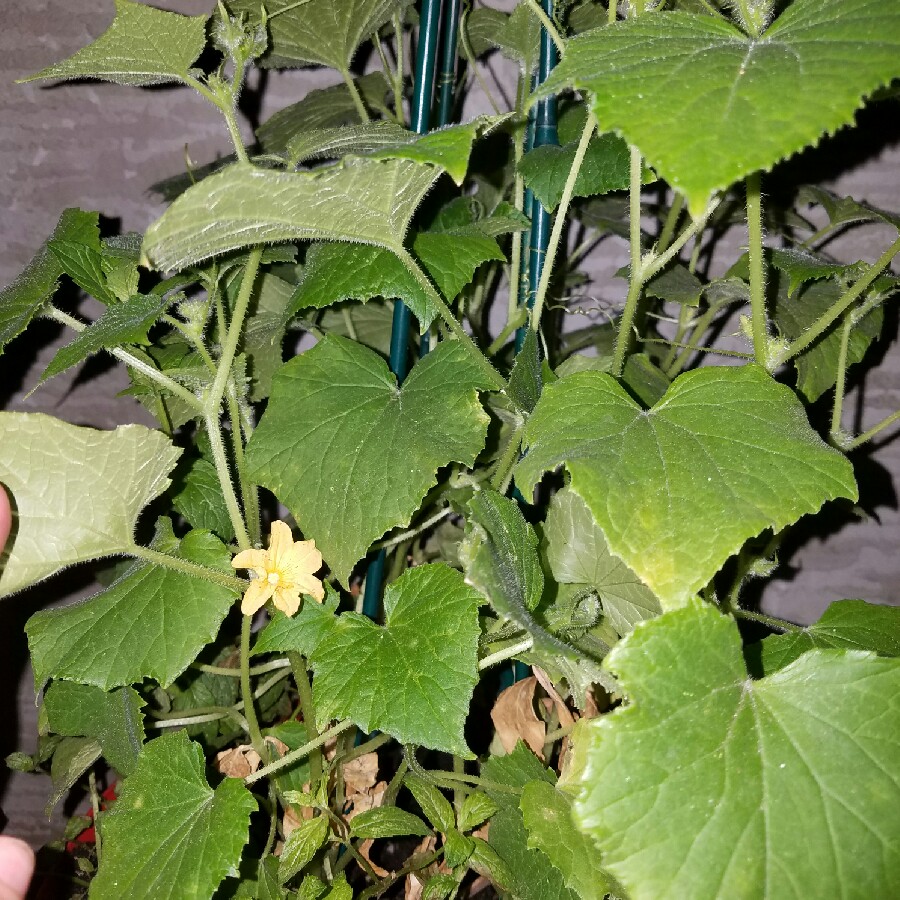 Cucumber