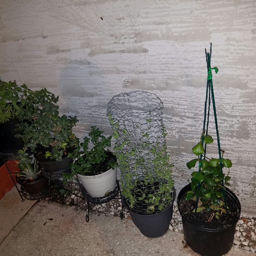 Leah's garden