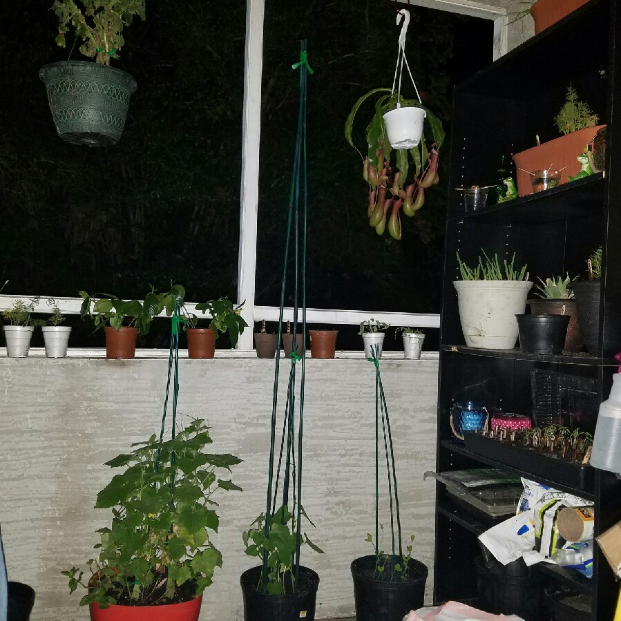 Leah's garden