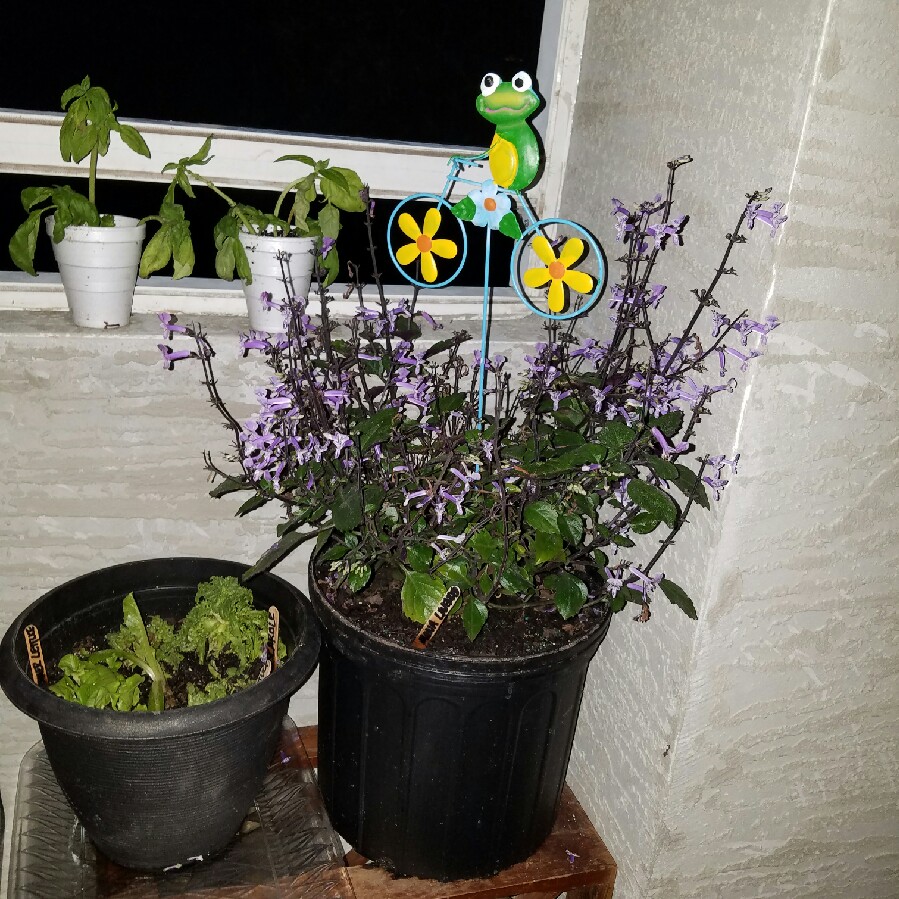Leah's garden