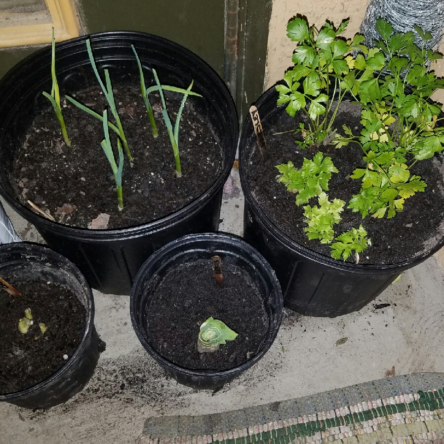 Leah's garden