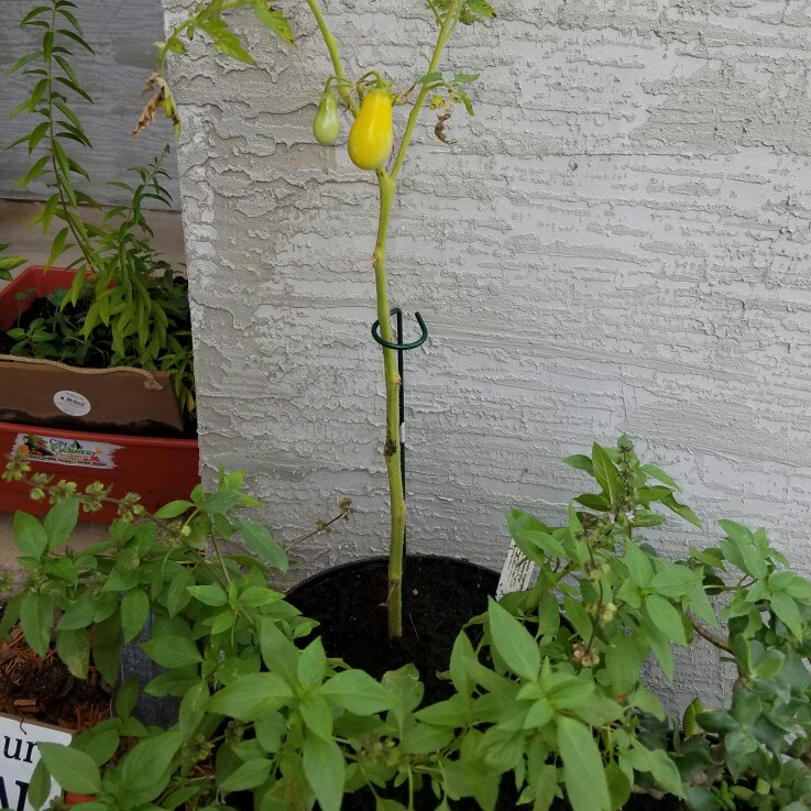 Yellow Pear Tomato